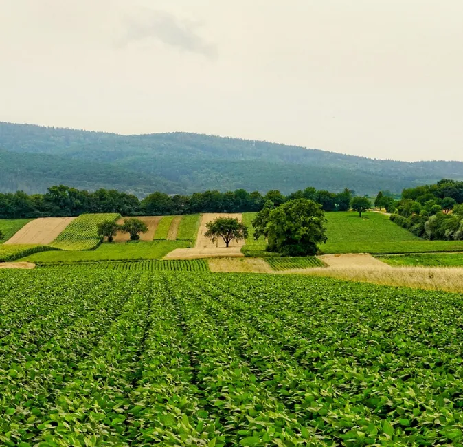 Mining Ecosystem